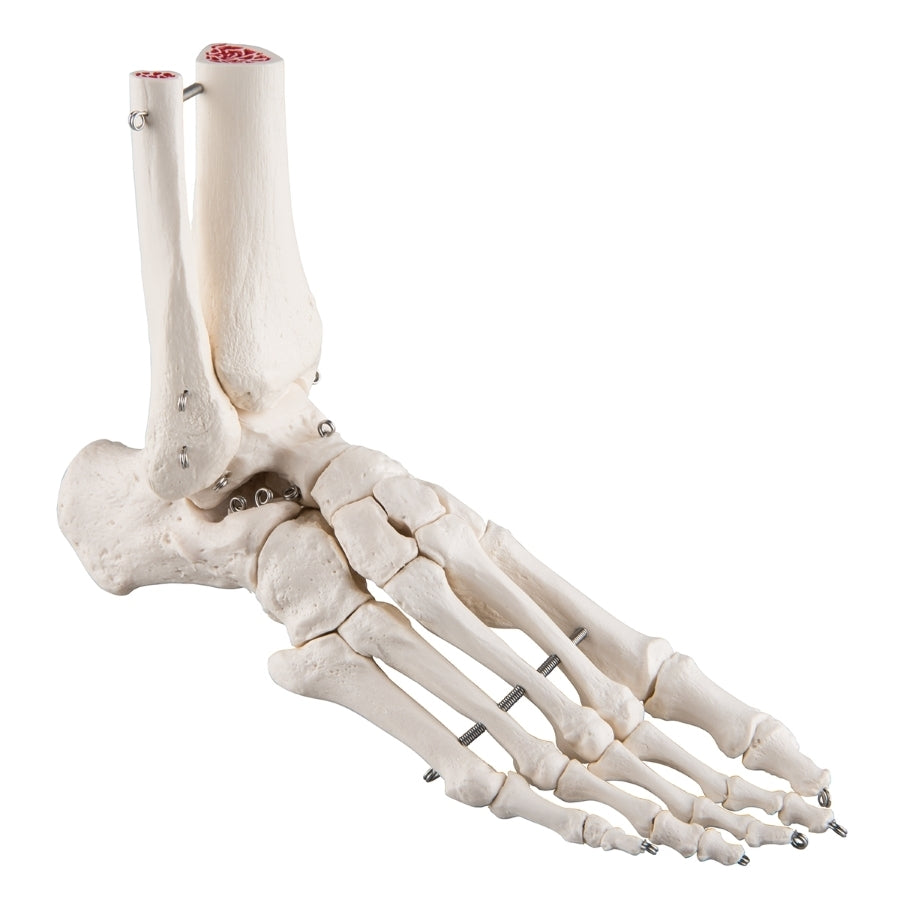 Functional Foot & Ankle Skeleton Model with Hand & Wrist — Natural Siz