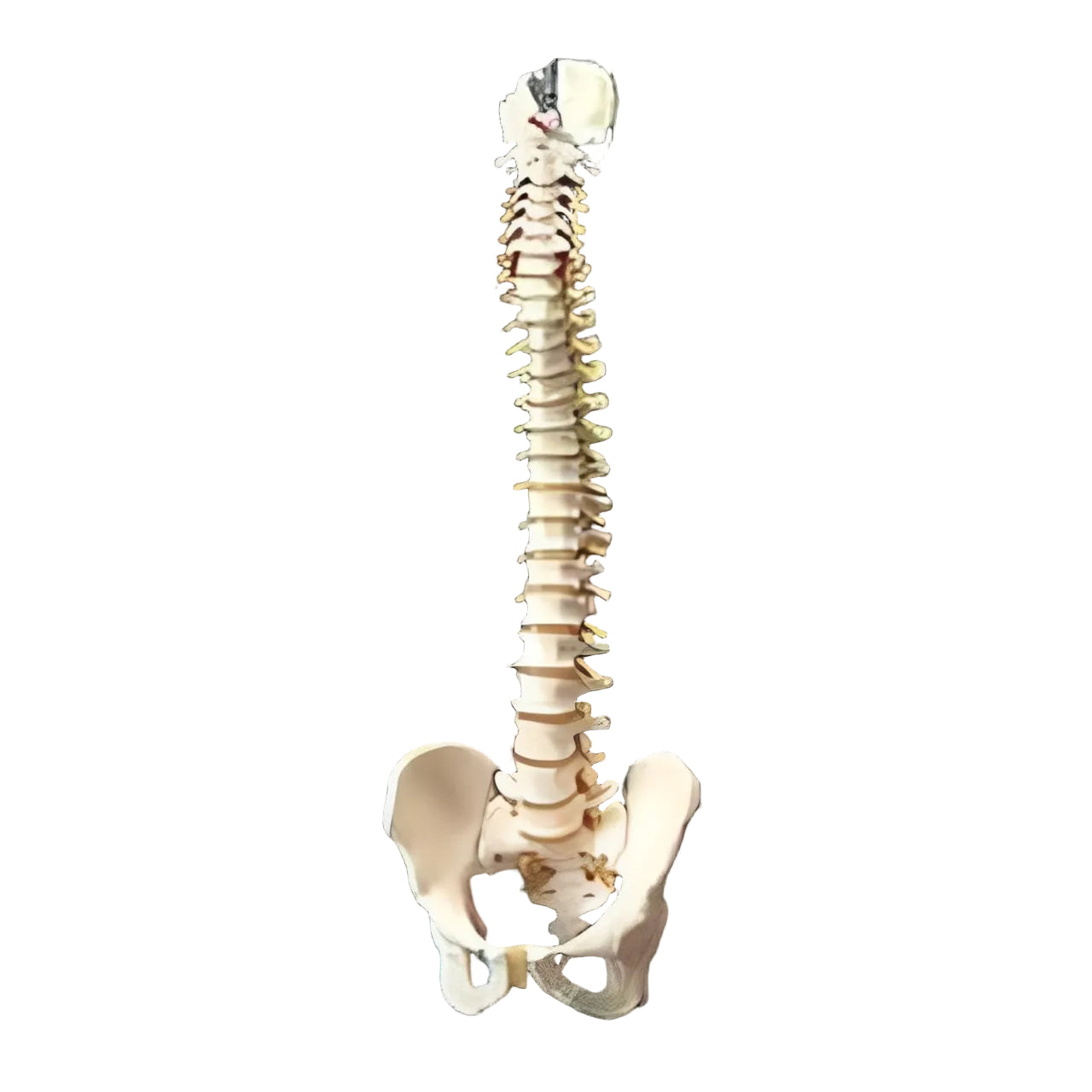 Flexible Spinal Column Model with Pelvis — 74 cm