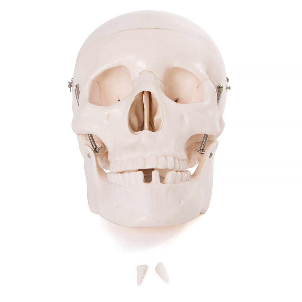 Life Size Human Skull Anatomical Model with Movable Jaw