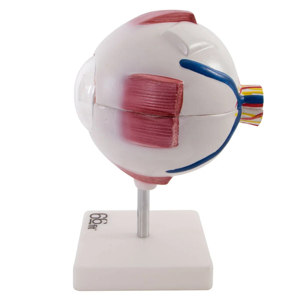 Giant Eye Anatomical Model for Educational Use