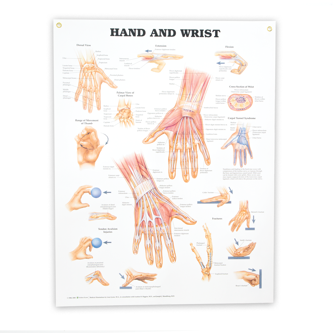 Hand and Wrist Anatomical Chart