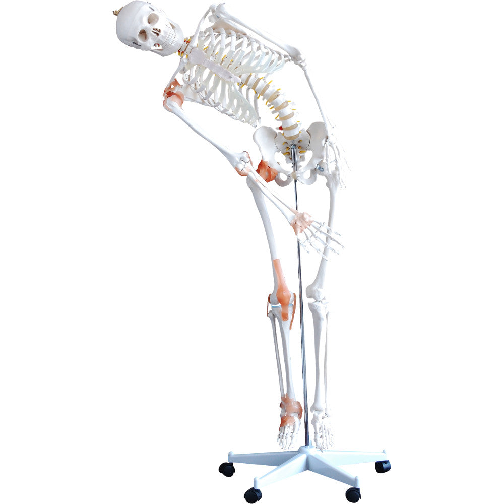 Life-Size 180cm Tall Human Skeleton Model with Ligaments - Anatomical Learning Tool