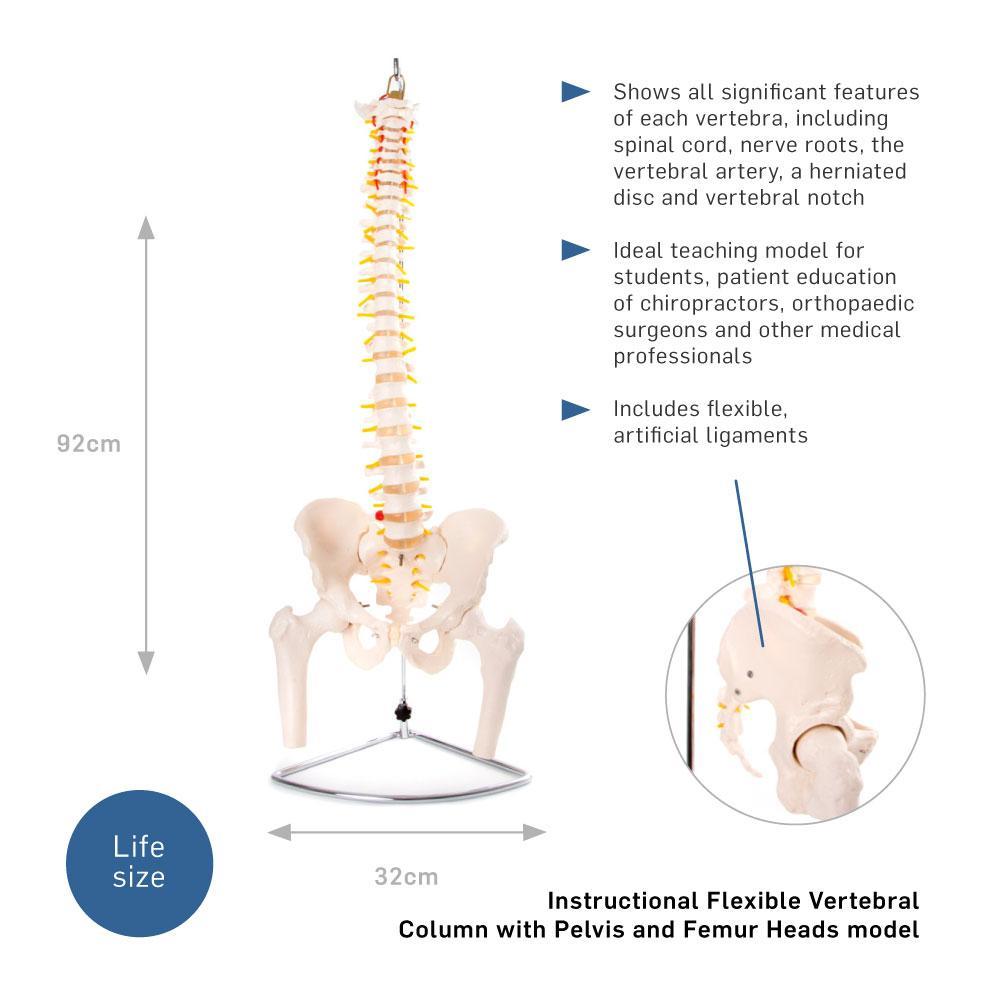 Flexible Vertebral Column with Pelvis - Ideal for Medical Education & Anatomy Teaching Aids