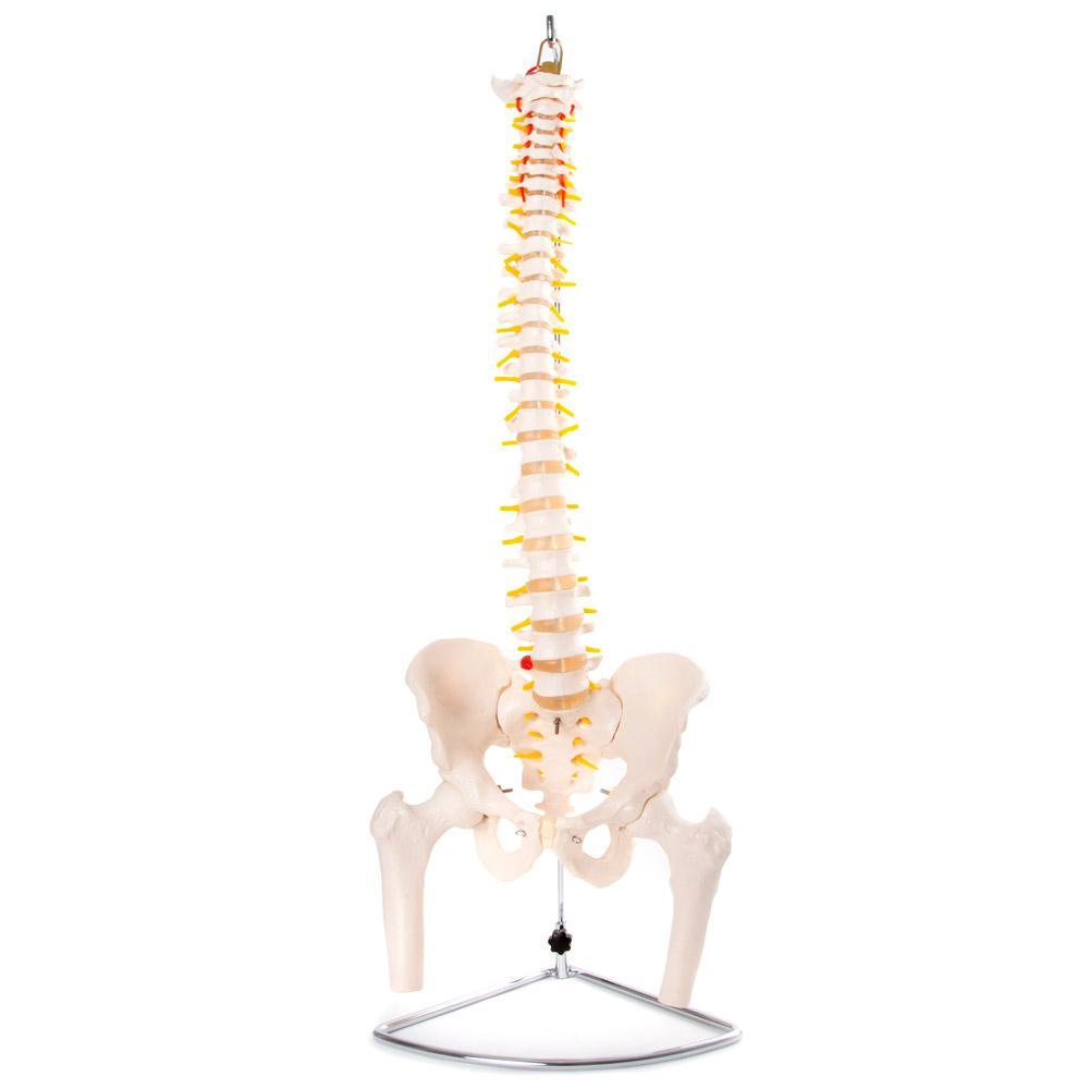 Flexible Vertebral Column with Pelvis - Ideal for Medical Education & Anatomy Teaching Aids