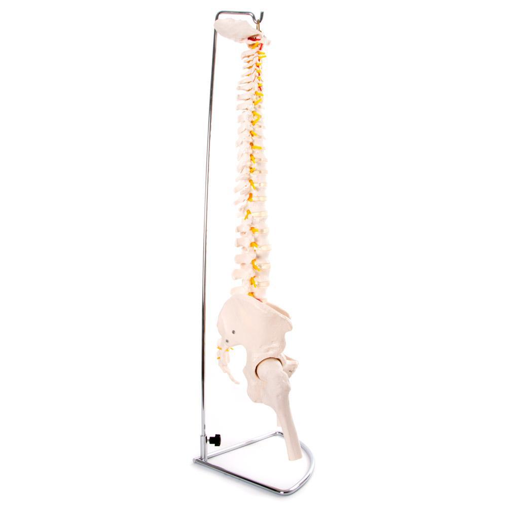Flexible Vertebral Column with Pelvis - Ideal for Medical Education & Anatomy Teaching Aids