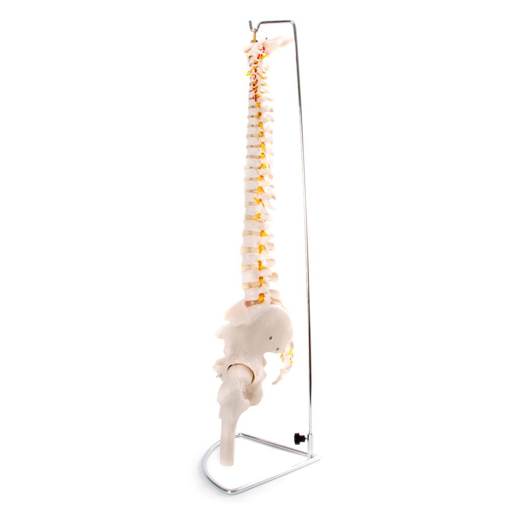 Flexible Vertebral Column with Pelvis - Ideal for Medical Education & Anatomy Teaching Aids