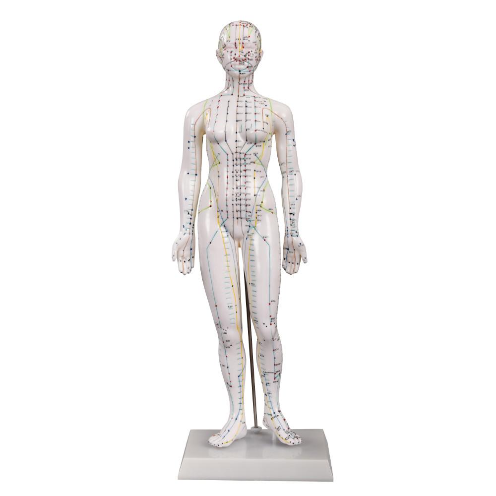 Acupuncture Female Model 48cm for Teaching Aid