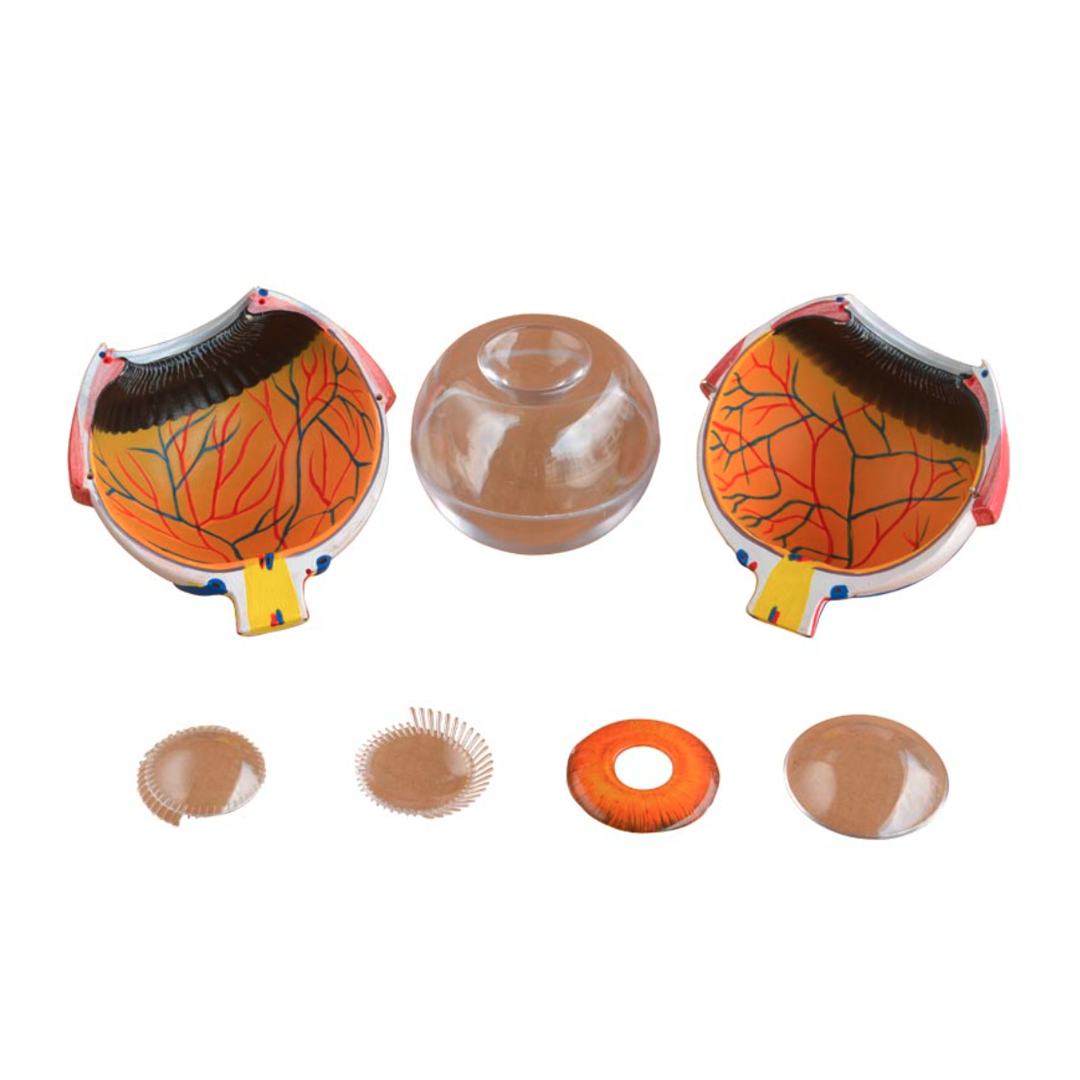 Giant Eye Anatomical Model for Educational Use