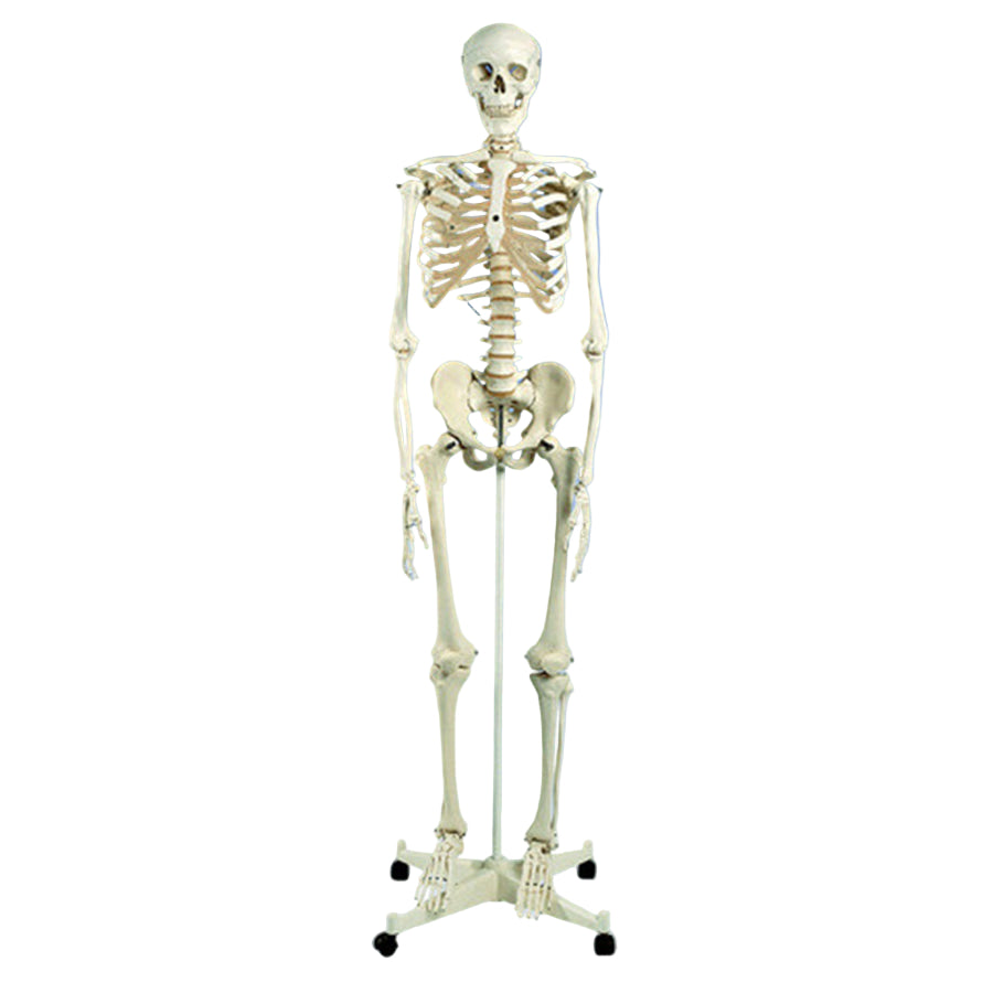 Skeleton and Stand