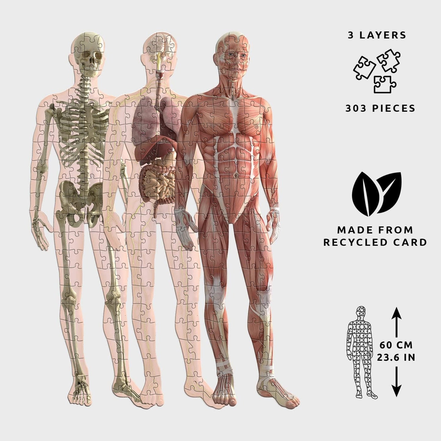 Human Anatomy 3 Layer Puzzle