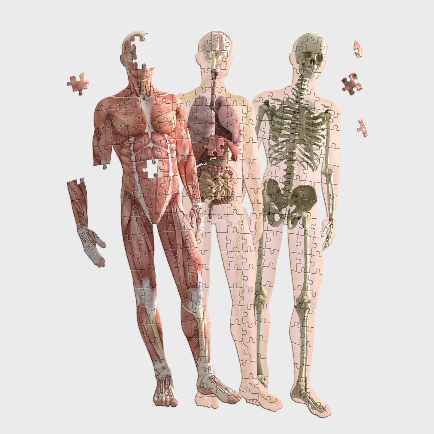 Human Anatomy 3 Layer Puzzle