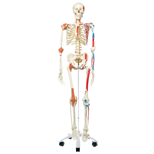 Skeleton Model With Muscles & Ligaments