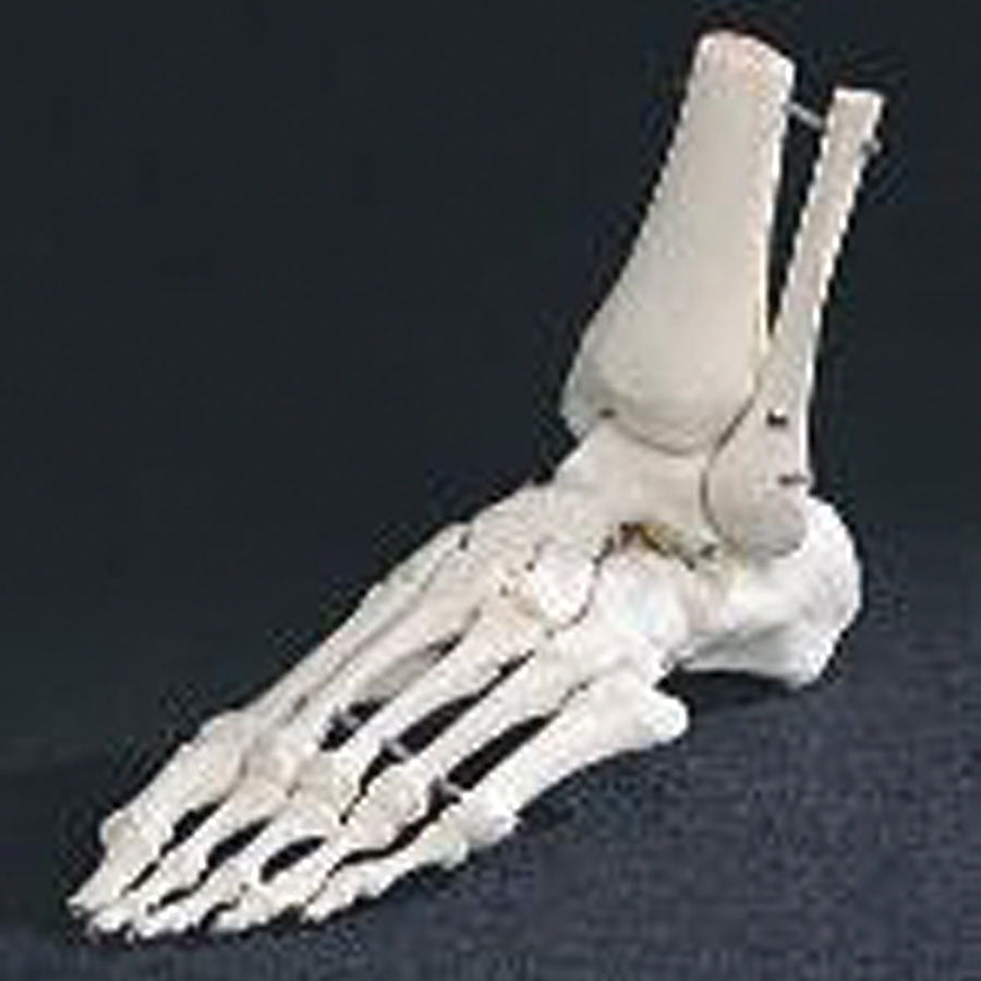 Foot Skeleton