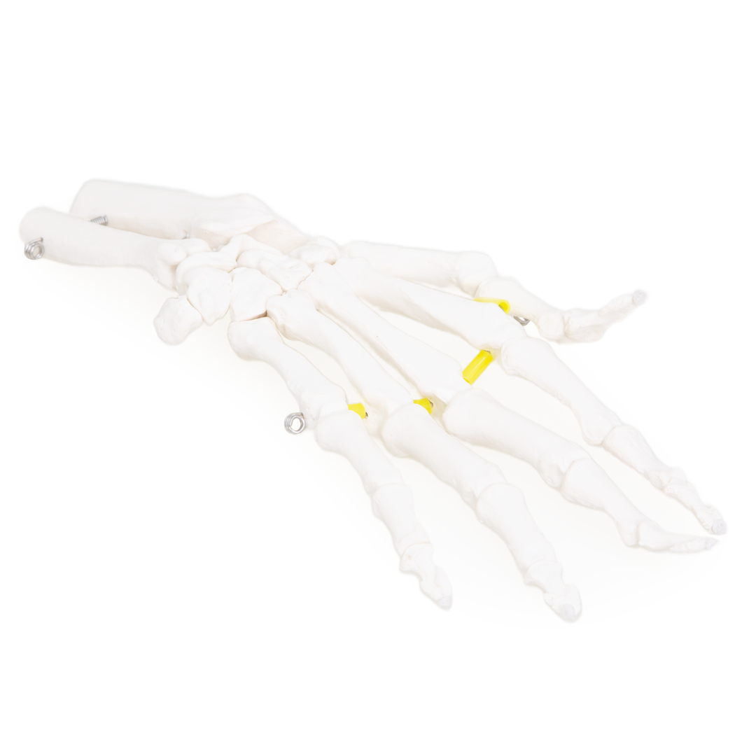 Hand Skeleton