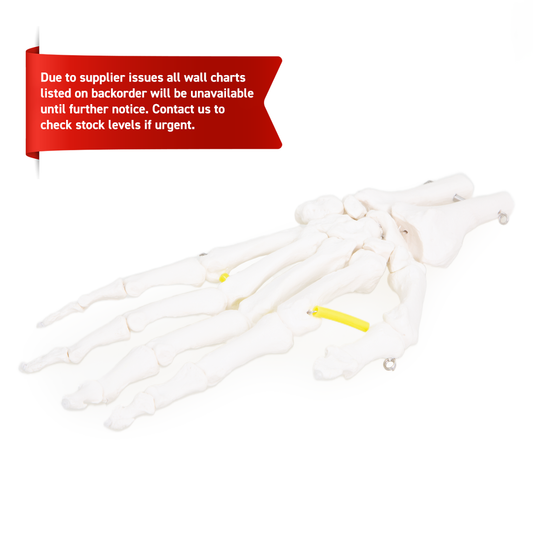Hand Skeleton