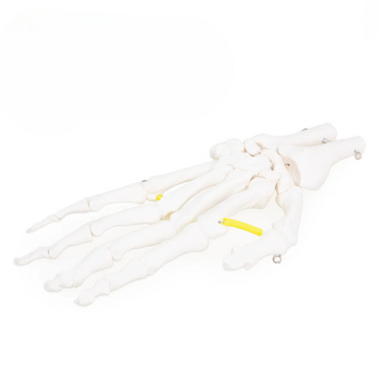 Functional Hand & Wrist Skeleton Model — Life‑Size with Flexible Ligaments
