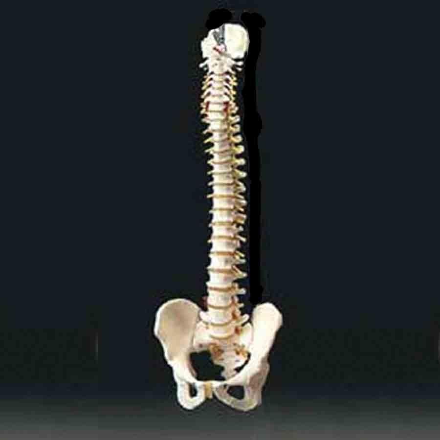 Flexible Spine Model