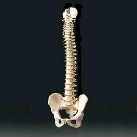 Flexible Spine Model