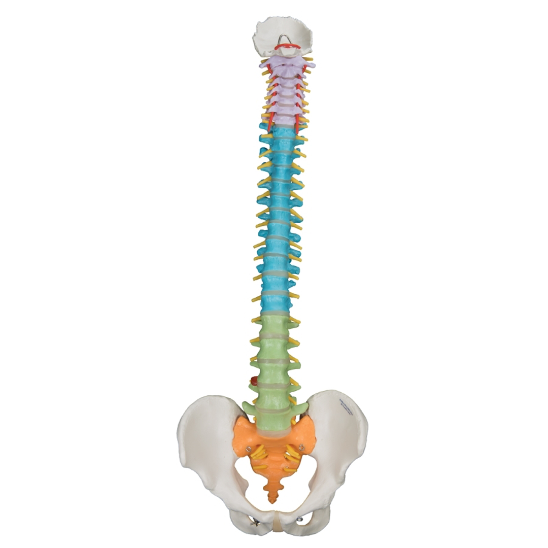 Didactic Flexible Spine With Stand