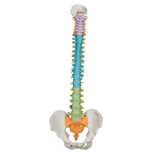 Didactic Flexible Spine With Stand