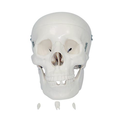 Life Size Human Skull Anatomical Model with Movable Jaw