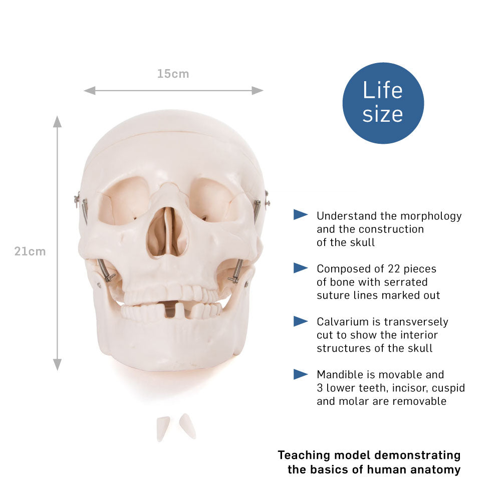 Life Size Human Skull Anatomical Model with Movable Jaw
