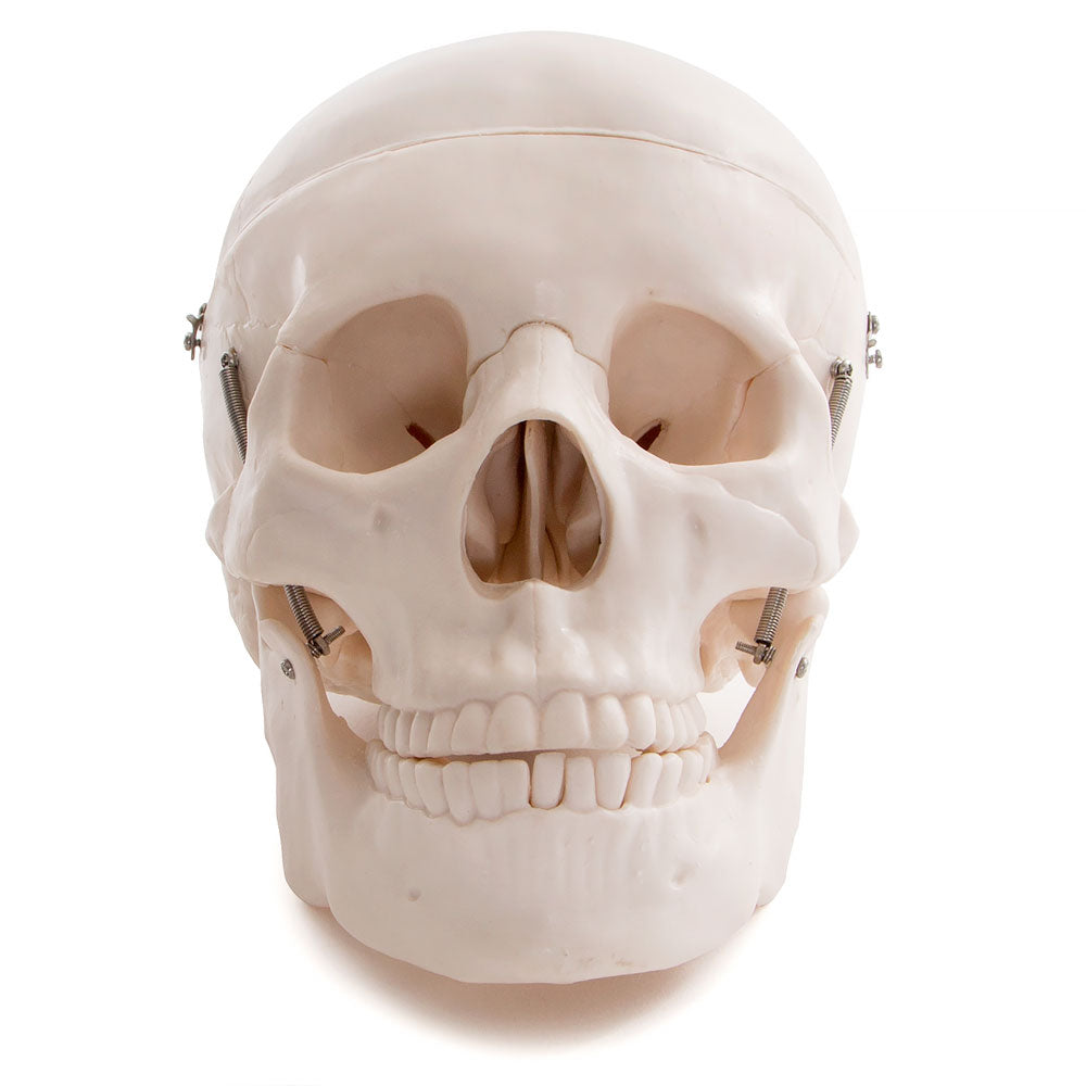 Life Size Human Skull Anatomical Model with Movable Jaw