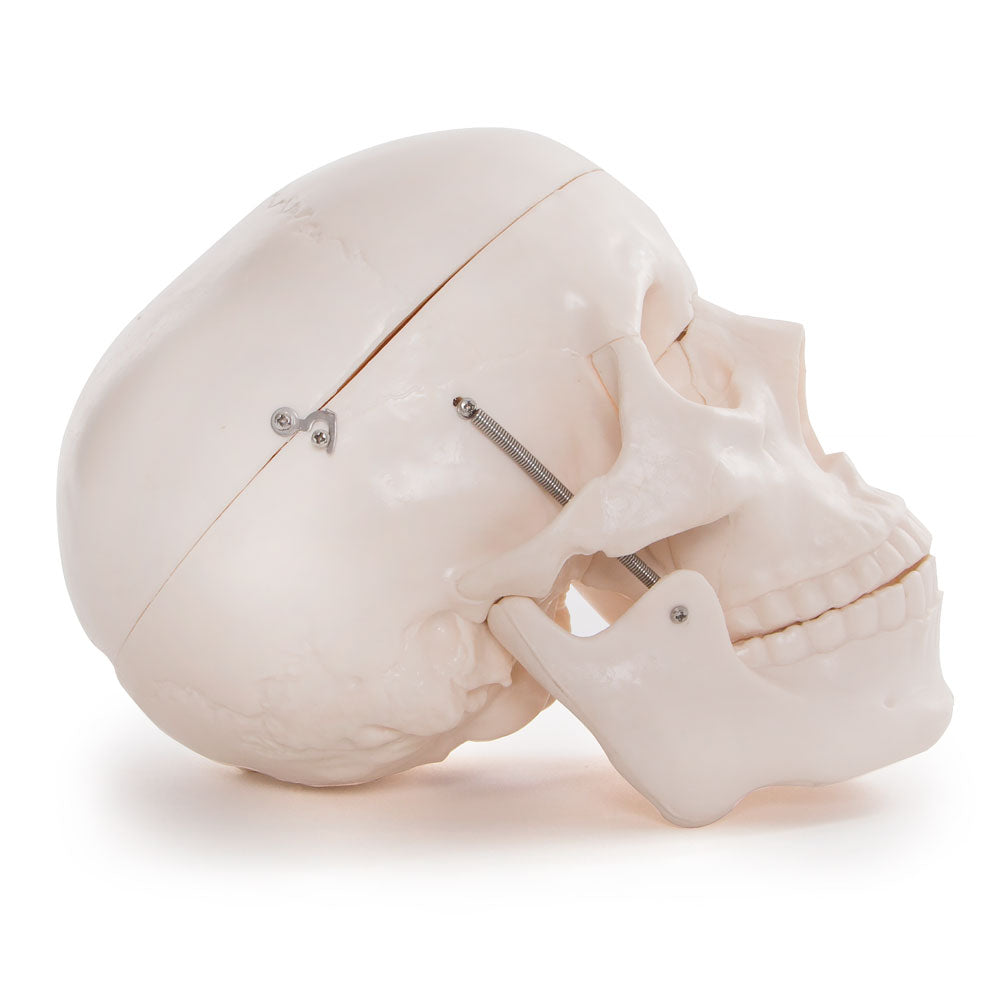 Life Size Human Skull Anatomical Model with Movable Jaw