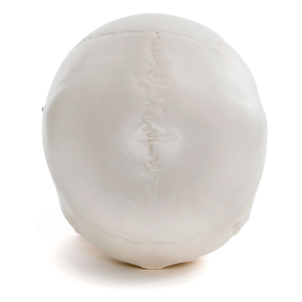 Life Size Human Skull Anatomical Model with Movable Jaw