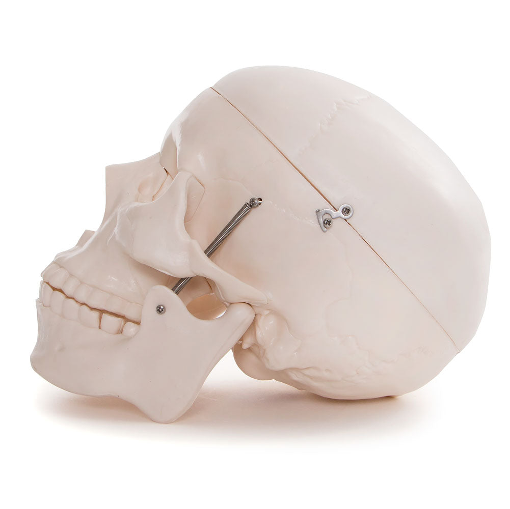 Life Size Human Skull Anatomical Model with Movable Jaw