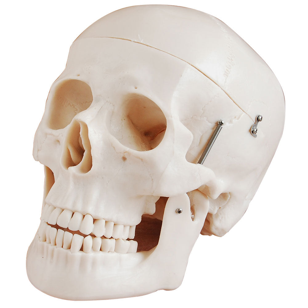 Life Size Human Skull Anatomical Model with Movable Jaw