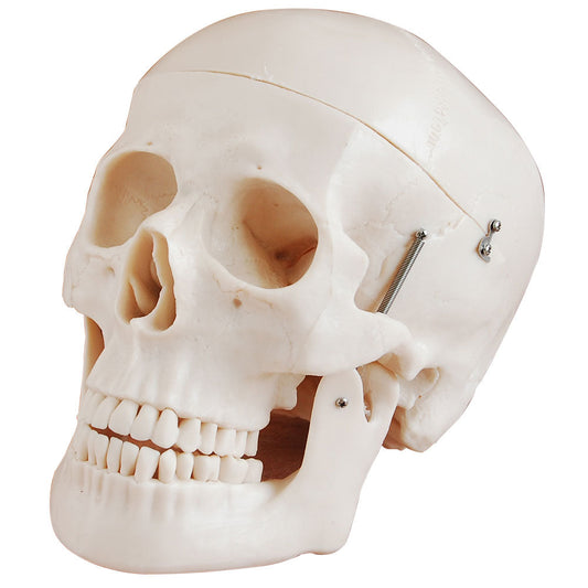 Life Size Human Skull Anatomical Model with Movable Jaw