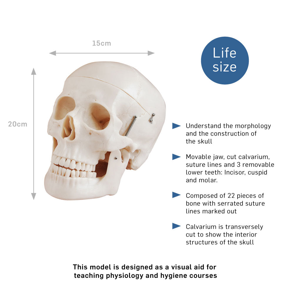 Life Size Human Skull Anatomical Model with Movable Jaw
