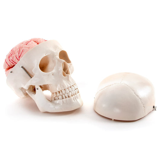 Life Size Human Skull with 8 Part Brain Anatomical Model