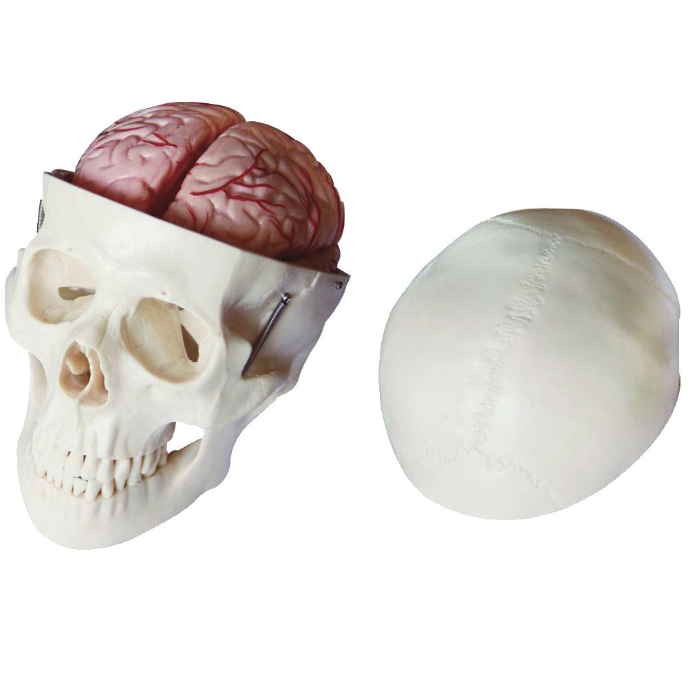 Life Size Human Skull with 8 Part Brain Anatomical Model
