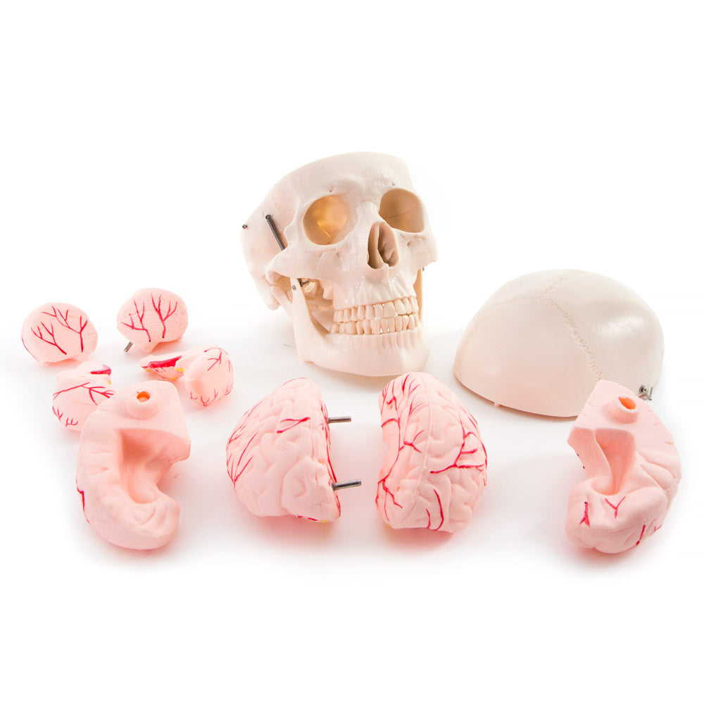 Life Size Human Skull with 8 Part Brain Anatomical Model