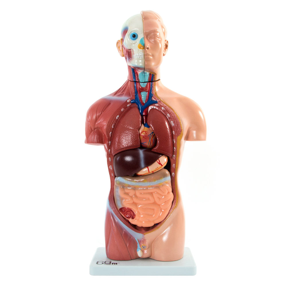 Male Torso Anatomical Model 13 Parts 42cm
