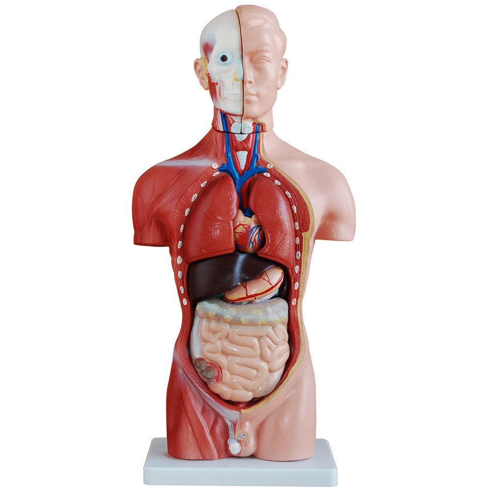 Male Torso Anatomical Model 13 Parts 42cm