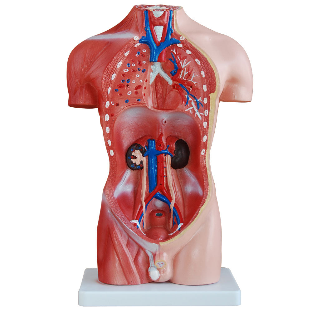 Male Torso Anatomical Model 13 Parts 42cm