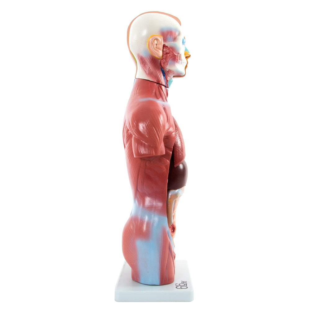 Male Torso Anatomical Model 13 Parts 42cm