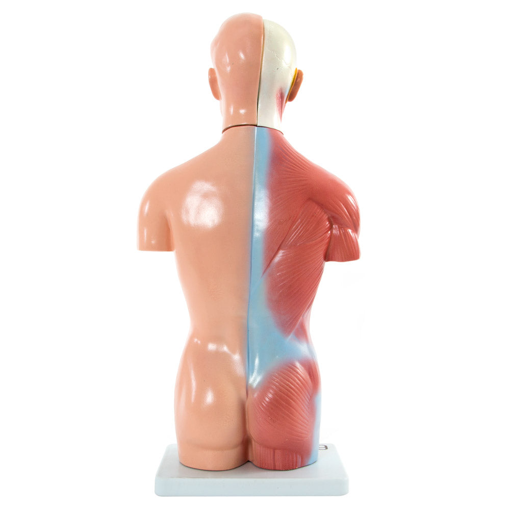 Male Torso Anatomical Model 13 Parts 42cm