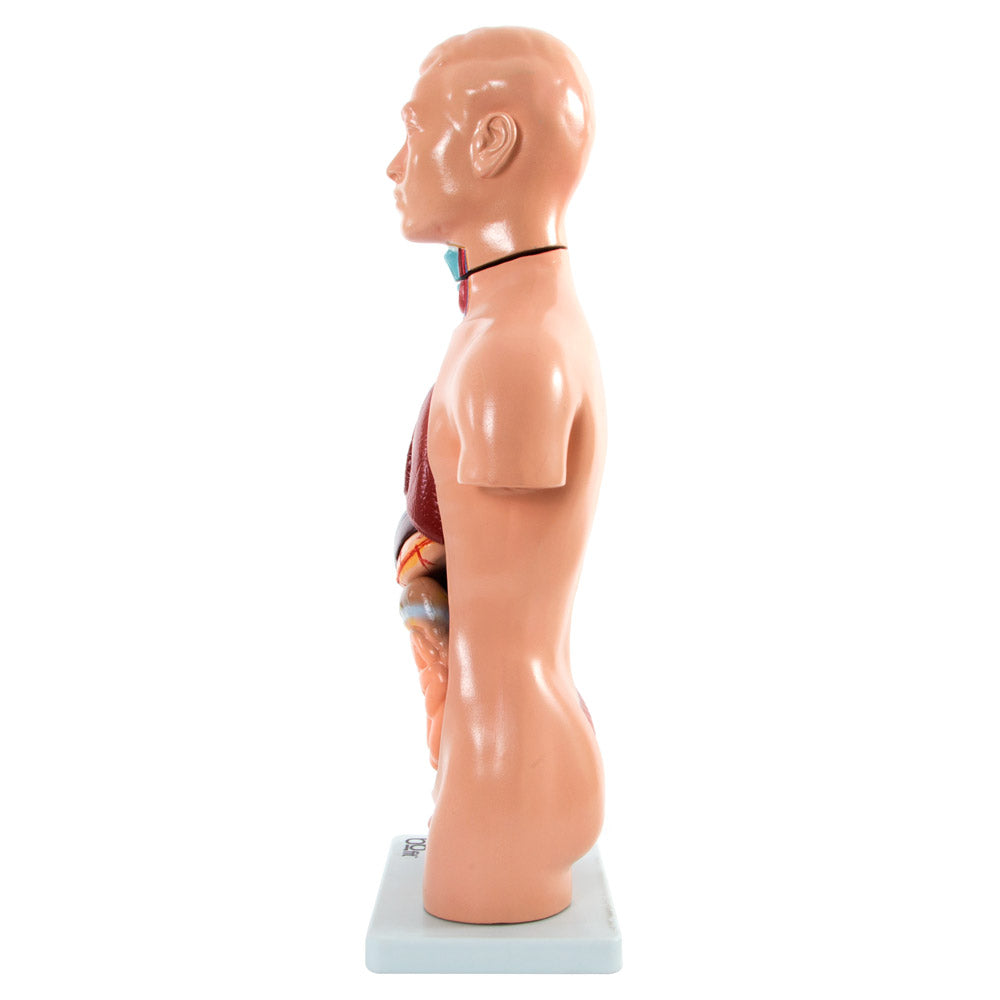 Male Torso Anatomical Model 13 Parts 42cm