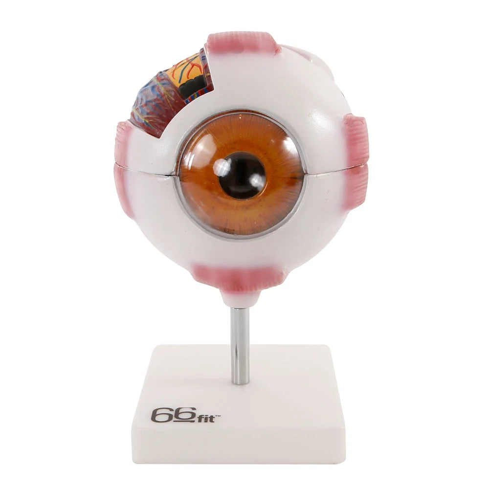 Giant Eye Anatomical Model for Educational Use