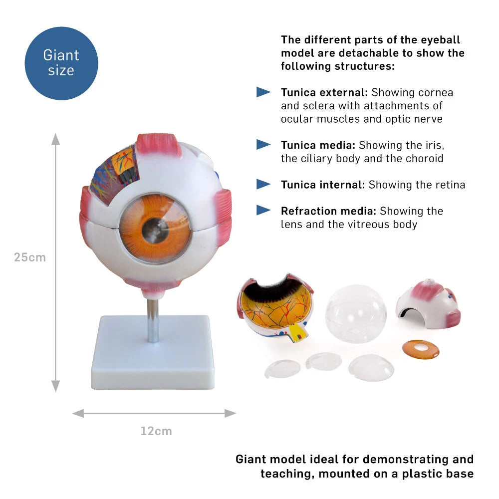 Giant Eye Anatomical Model for Educational Use