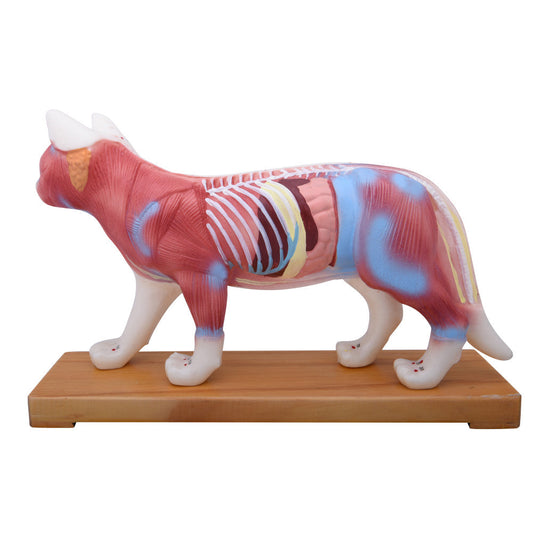 Cat Acupuncture Model for Veterinary Reference