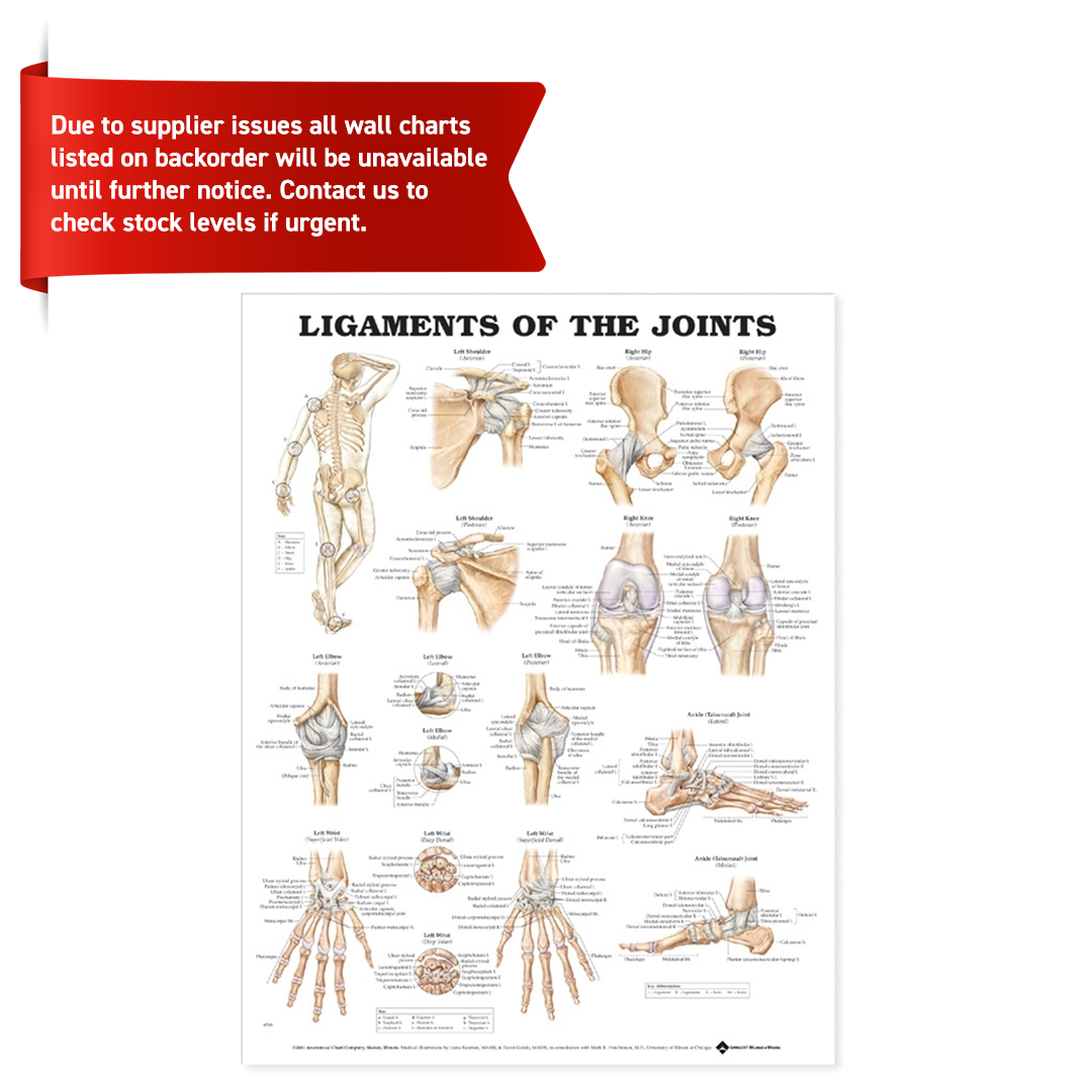 Ligaments of the Joints Anatomical Chart