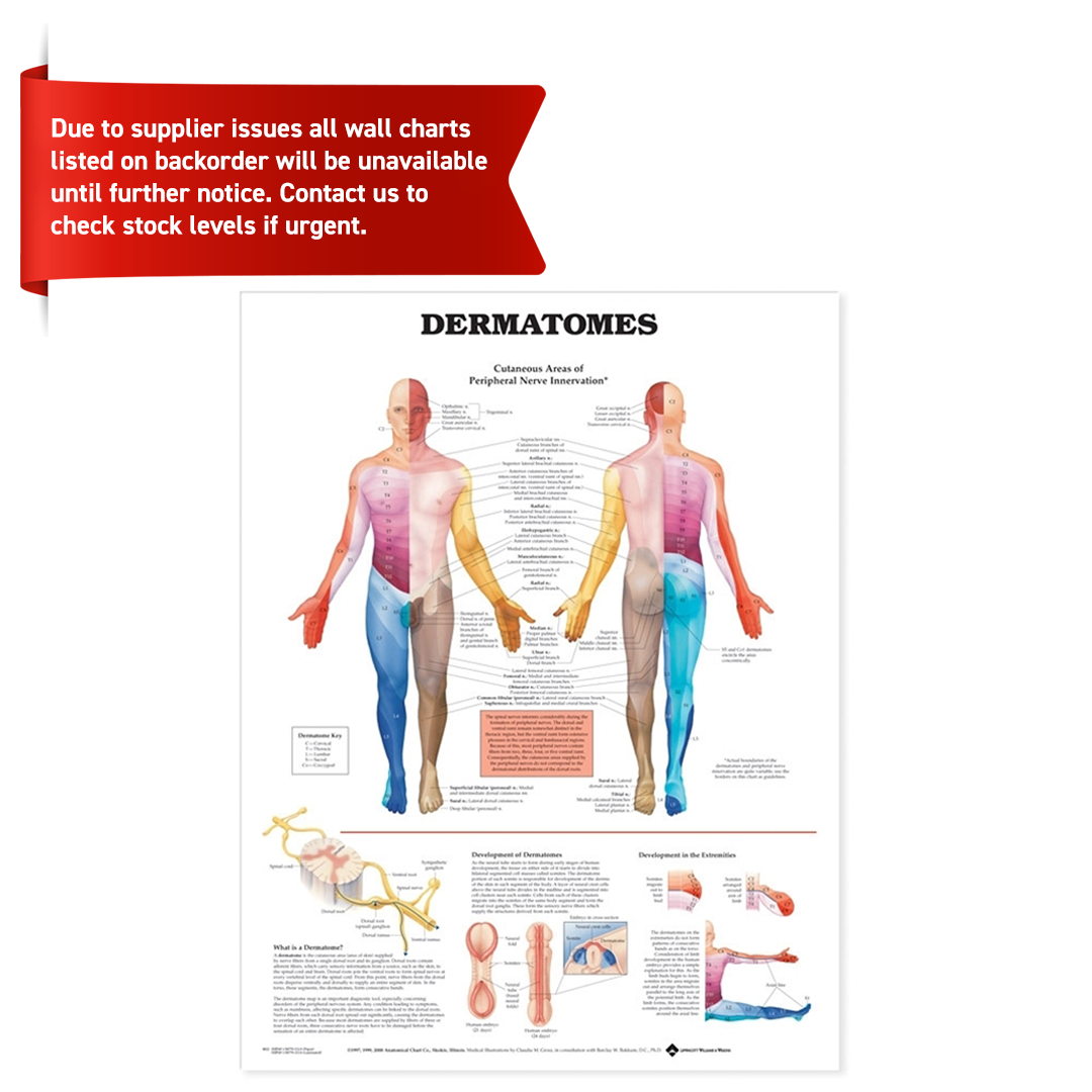 Dermatomes Anatomical Chart