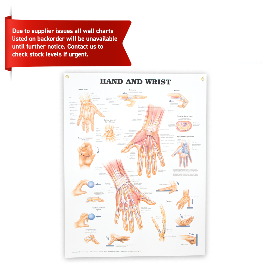 Hand and Wrist Anatomical Chart