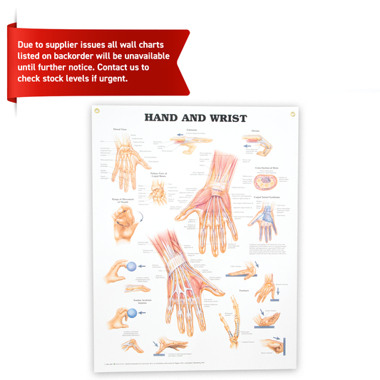 Hand and Wrist Anatomical Chart