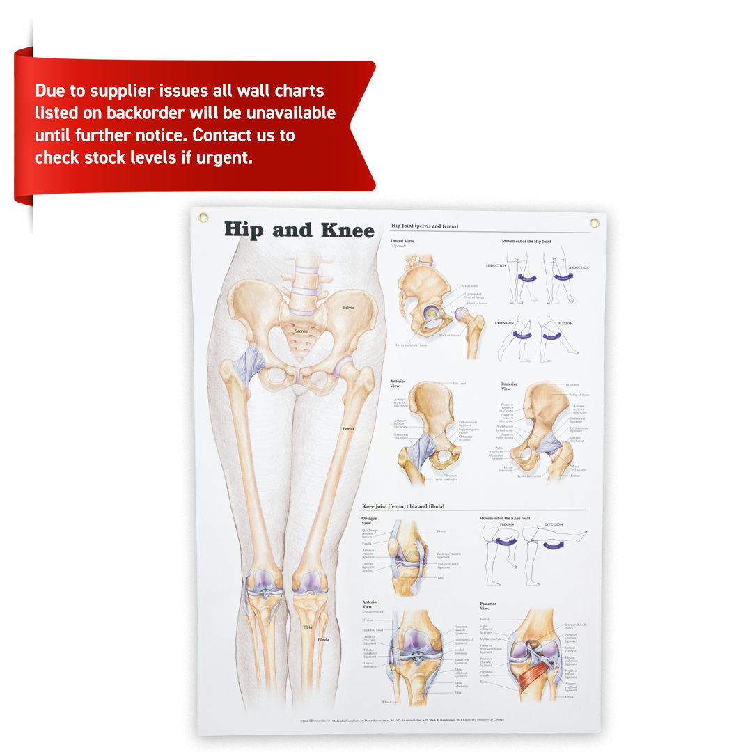 Hip and Knee Anatomical Chart